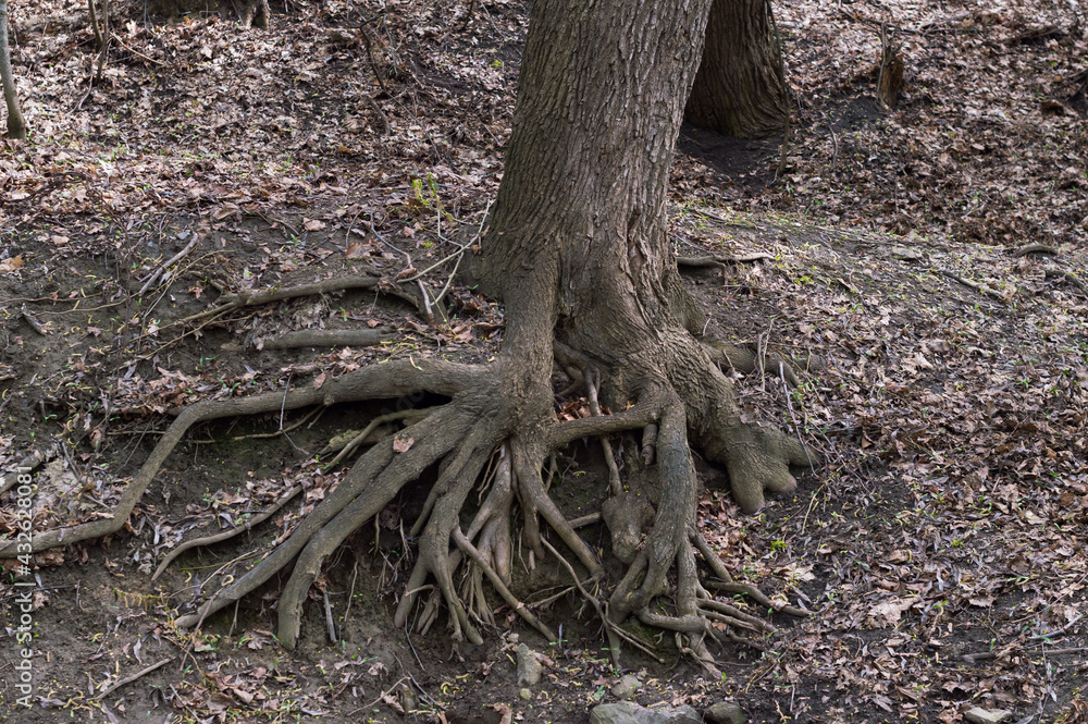 large roots of an old tree in the forest large roots of an old tree in the forest