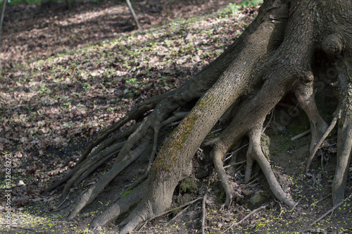 large roots of an old tree in the forest