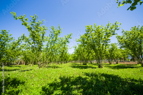 Hazelnut trees plantation