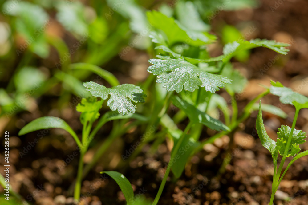 green sprout green sprout