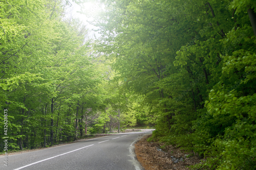 Fototapeta premium Beautiful road that crosses a forest. Raw green early spring