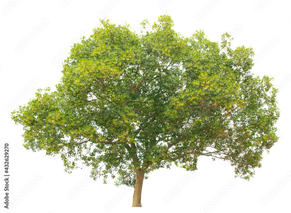 Obraz premium Tree isolate on white background