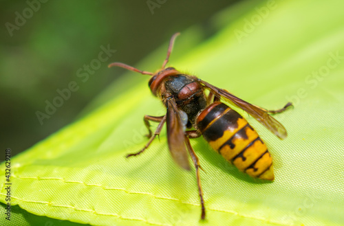 Huge forest wasp. Poisonous wasp