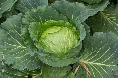 Wallpaper Mural cabbage in the garden Torontodigital.ca
