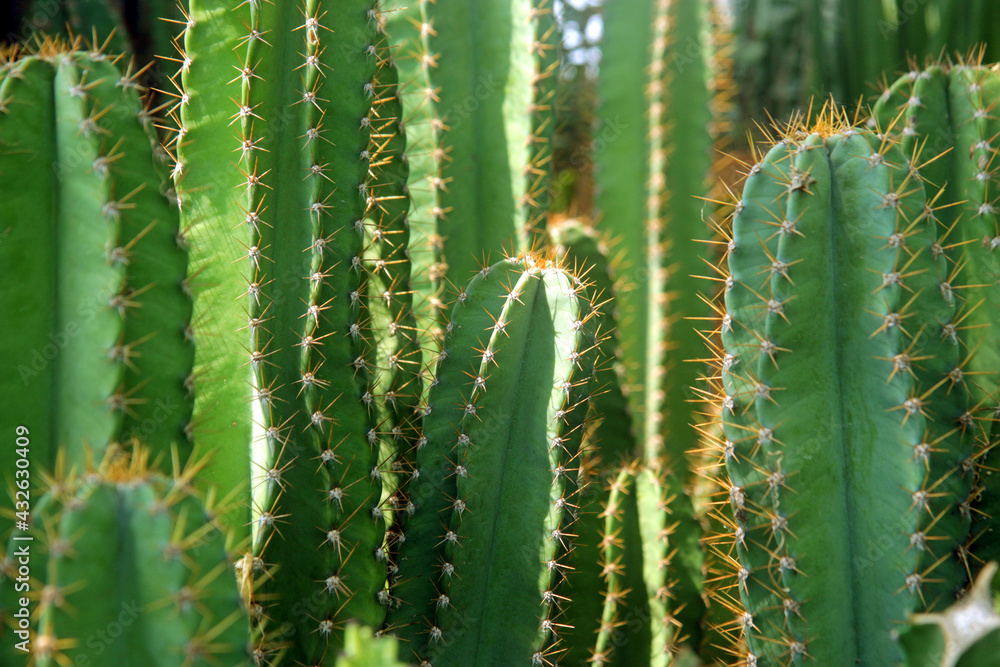 closeup succulents and cactus green leaves in cactus planting, for home gardening closeup succulents and cactus green leaves in cactus planting, for home gardening