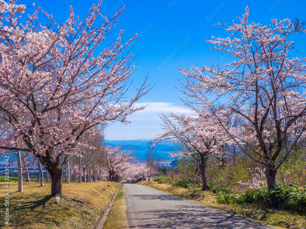 Overlooking a town and huge lake from row of cherry blossom trees in a mountain (Mt.Bandai ranch, Inawashiro, Fukushima, Japan) Overlooking a town and huge lake from row of cherry blossom trees in a mountain (Mt.Bandai ranch, Inawashiro, Fukushima, Japan)
