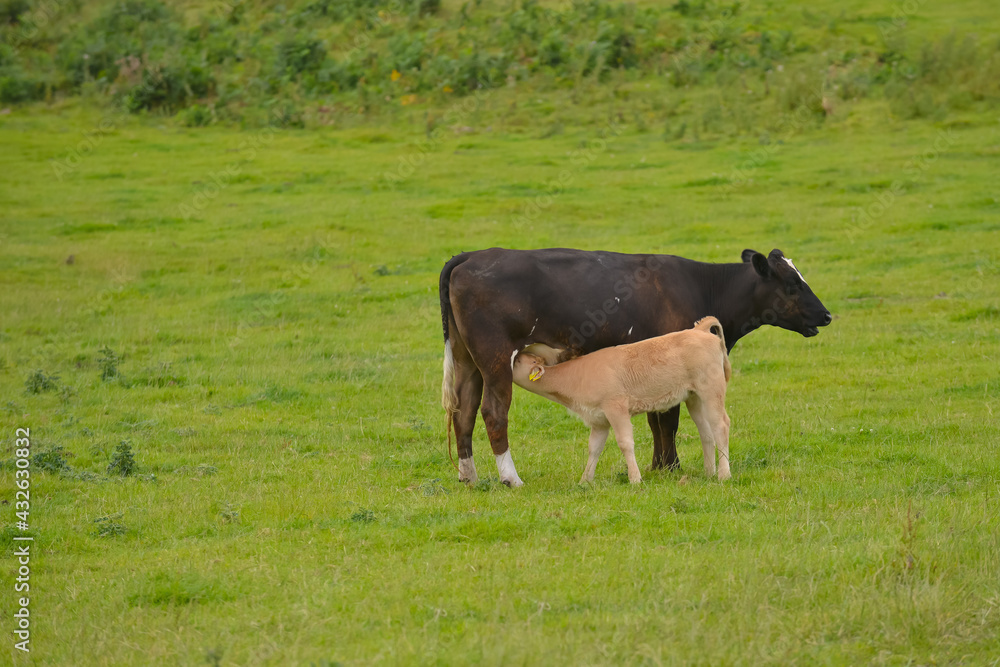 Pretty tan calf drinks milk from its mothers udder in field in Shropshire countryside, a sight that is less and less common in these days of mass production and worries about climate change.