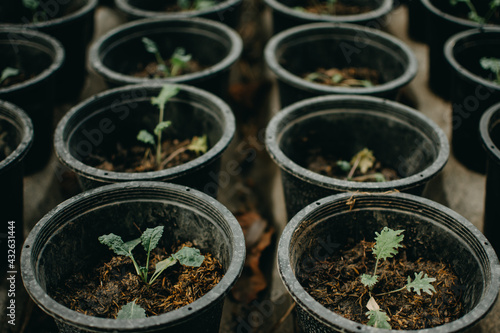 The baby kale in pots has been watered and is thriving in the nursery.