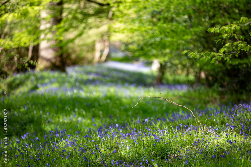 A Bluebell Wood in Sussex, with a Shallow Depth of Field