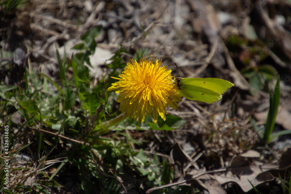 Brimstone butterfly sitting on a dandelion Brimstone butterfly sitting on a dandelion