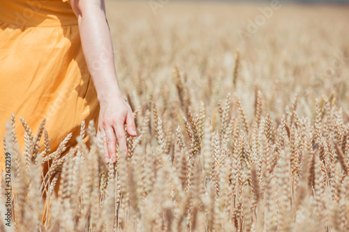 woman hands in wheat field close up