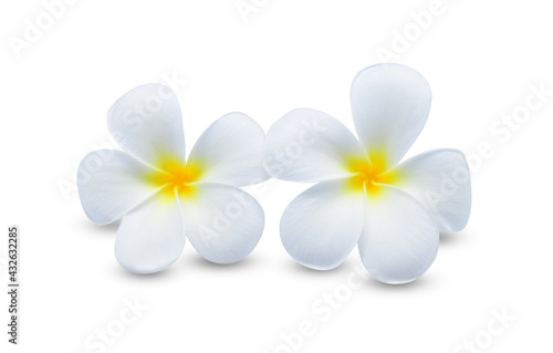 frangipani or plumeria , tropical flowers  isolated on white background © pum659