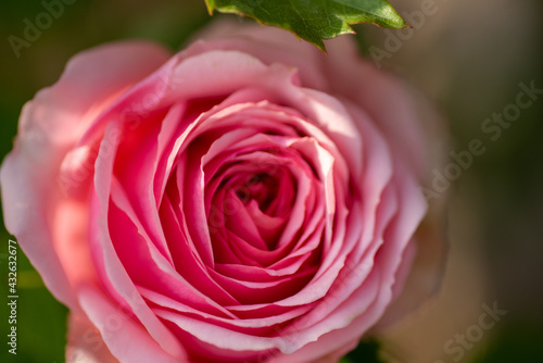 pink rose close up