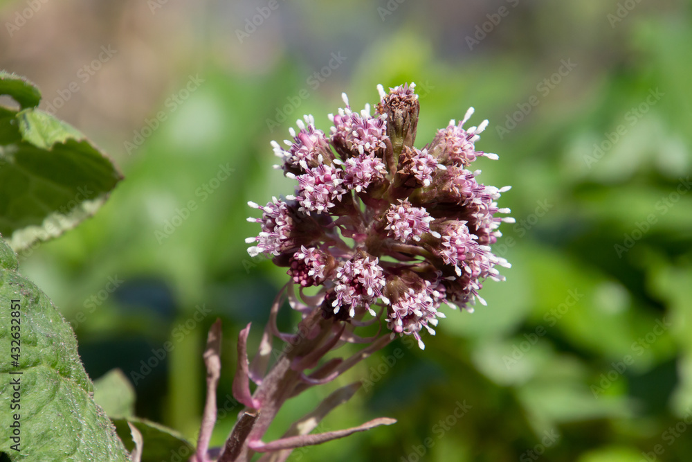 Purple blossom of the common butterbur, also called Petasites hybridus or Gewoehnliche Pestwurz Purple blossom of the common butterbur, also called Petasites hybridus or Gewoehnliche Pestwurz