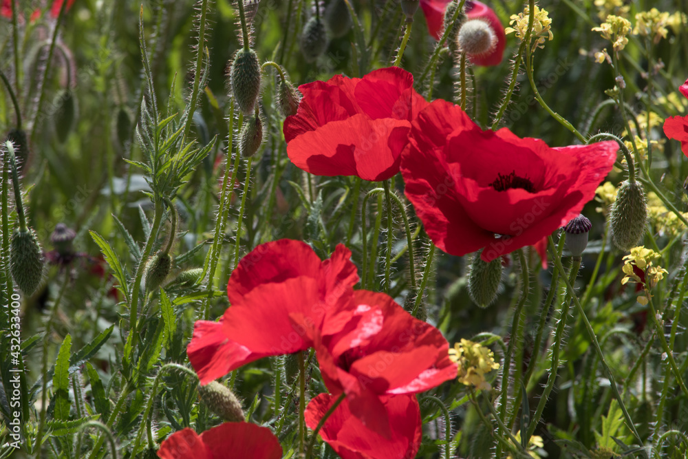 Obraz premium Amapolas