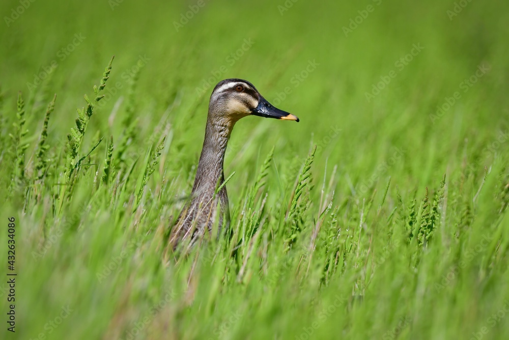 首を伸ばすカルガモ Stock Photo | Adobe Stock
