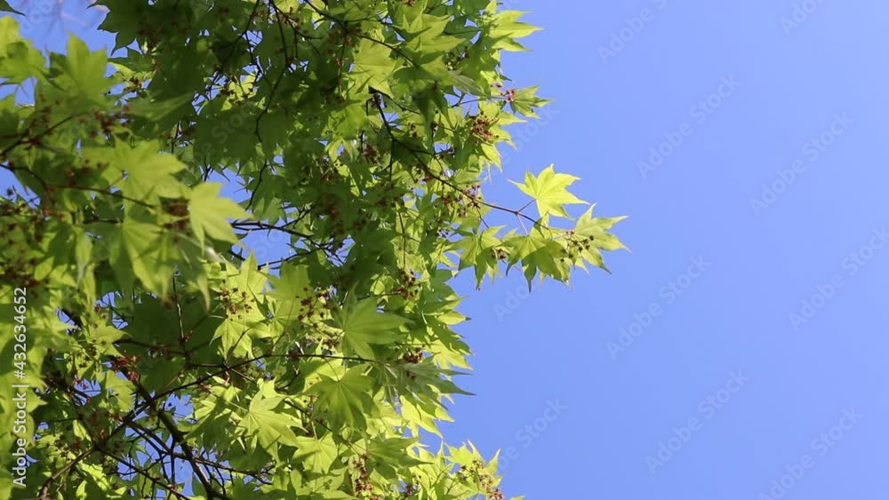 花が咲いた日本の新緑のモミジと青空 花が咲いた日本の新緑のモミジと青空