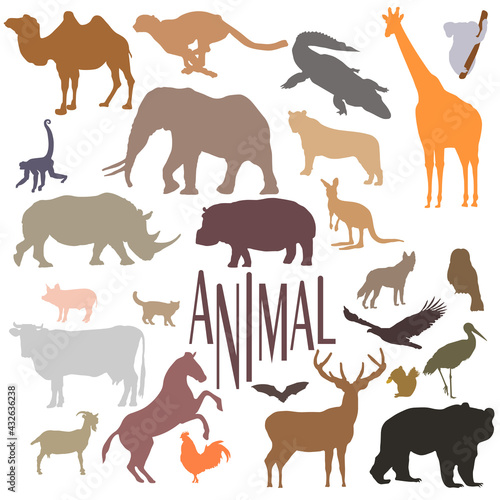 all the more animal   animal world