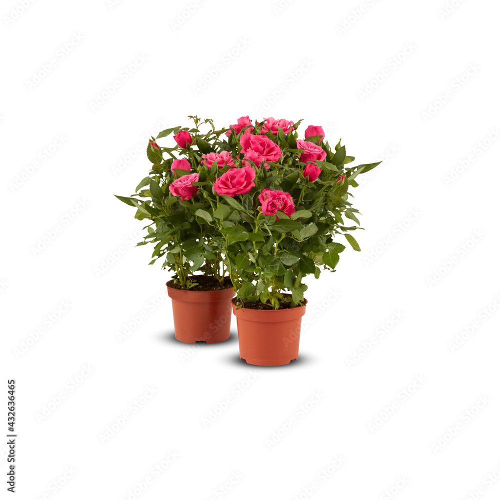 rose pink beautiful flower in a pot isolated​ on​ white​ background​ with​ cut out and​ clipping​ path​