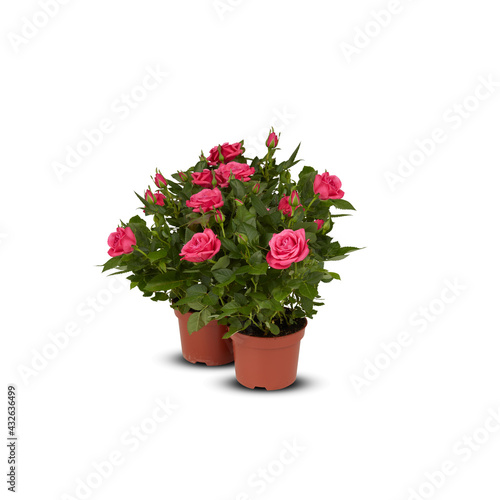 Fototapeta Naklejka Na Ścianę i Meble -  Pink rose bushes are blooming and are blooming in pots isolated on white background​ with cutout and clipping​ path​
