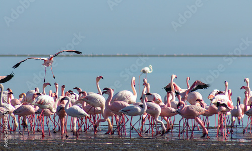 Group of pink flamingo birds  in the blue lagoon  on a sunny day