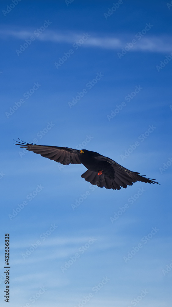 Obraz premium Flying bird in the sky with open wings