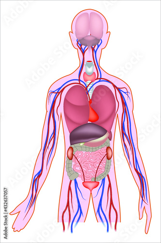 Human anatomy. Internal organs infographics. The figure of a man in the light. The structure of the digestive and circulatory system. Vector illustration.