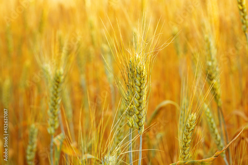 Ripe wheat yellow field, cereal harvest