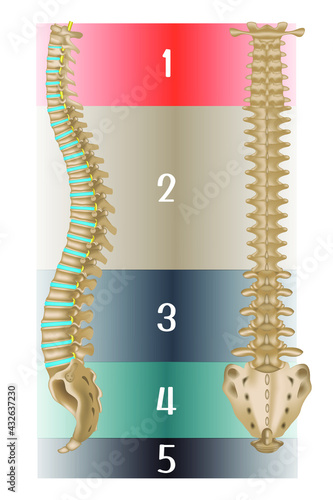 Human spine anatomy. Side and back views. Tutorial. Divided into departments. Vector illustration.