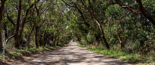 Tree lined road panorama, dappled light on gravel track leading into the distance. Natural Australian landscape.