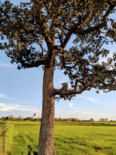 tree in the field