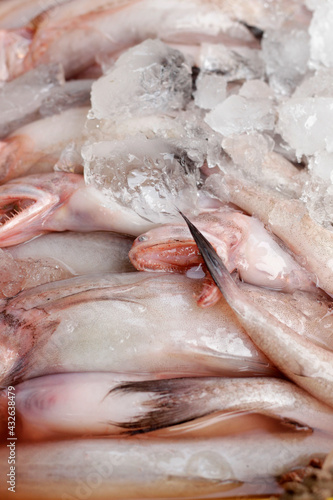 Fresh fish Bombay duck or Bombil on ice. Fresh fish in the market close up. Buy marine food