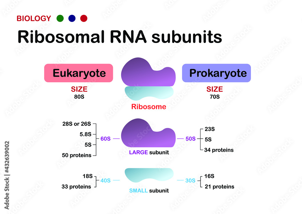Biology diagram represent Ribosomal RNA subunit in eukaryote and
