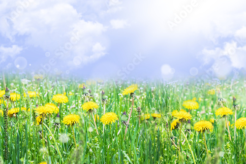 Yellow dandelions. Bright flowers of dandelions on the background of green spring meadows.