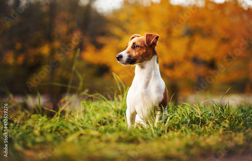 Small Jack Russell terrier sitting on meadow in autumn, yellow and orange blurred trees background