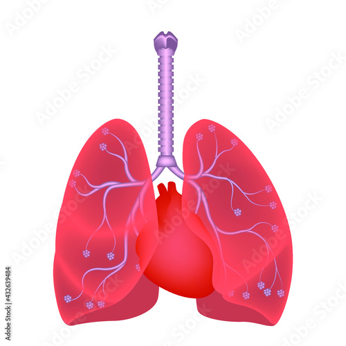 Human lungs. Diagram showing the location of the heart, trachea and alvioli. Vector illustration.