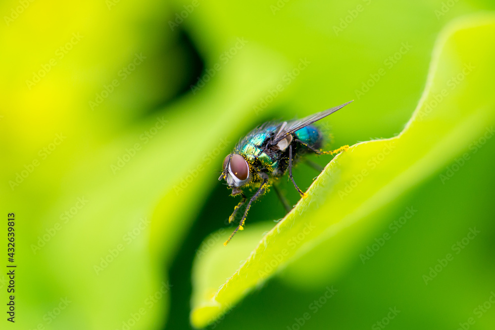 Green bottle fly with pollen on its body, texture macro, insect sitting on a leaf, detailed picture of eyes, wings and bristle hair. Green bottle fly with pollen on its body, texture macro, insect sitting on a leaf, detailed picture of eyes, wings and bristle hair.