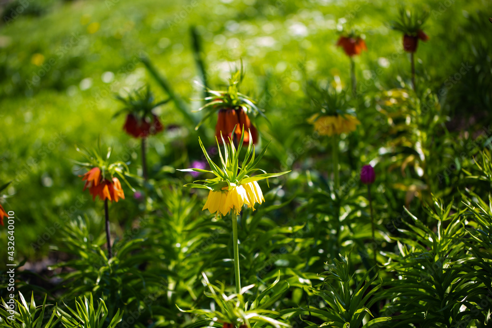 blooming trees and flowers in Westpark, Munich blooming trees and flowers in Westpark, Munich