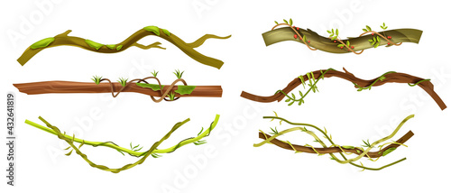 Jungle liana vector tropical set, vine branches, leaves, botanical exotic illustration isolated on white. Nature Amazon rainforest design elements, logs, vegetation collection. Jungle liana climbers