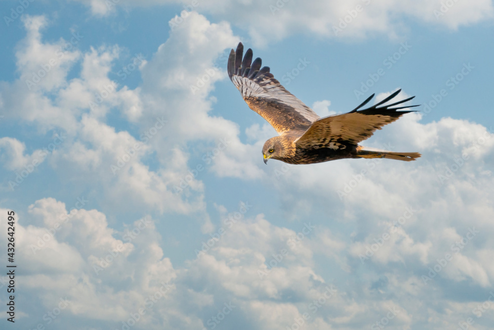 The Marsh Harrier flies against a beautiful, blue clouded sky, looking for prey The Marsh Harrier flies against a beautiful, blue clouded sky, looking for prey