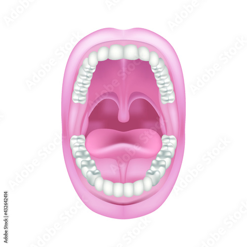 Anatomy of the oral cavity. Open mouth wide. Two rows of teeth with jaws. Frenum of the tongue. Vector illustration