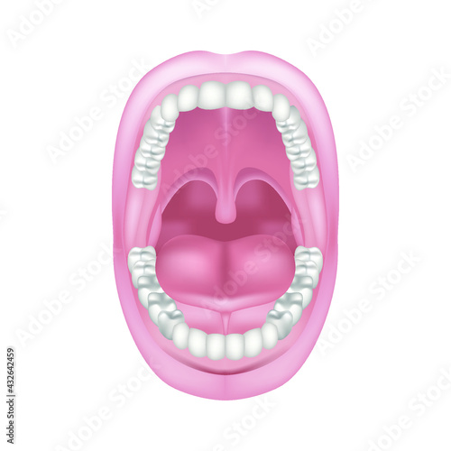 Anatomy of the oral cavity. Open mouth wide. Two rows of teeth with jaws. Frenum of the tongue. Vector illustration
