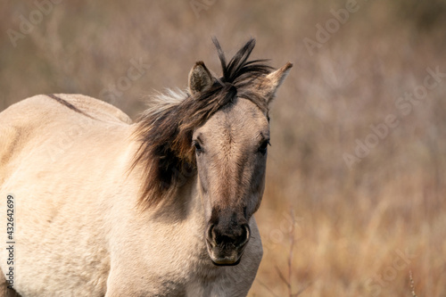 Head of a konik horse mare. In the golden reeds