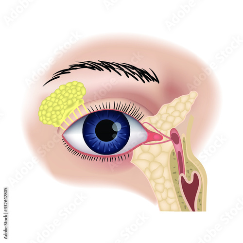 Human eye anatomy. Lacrimal glands, sac and ducts. The structure of the visual apparatus. Medical poster. Vector illustration.