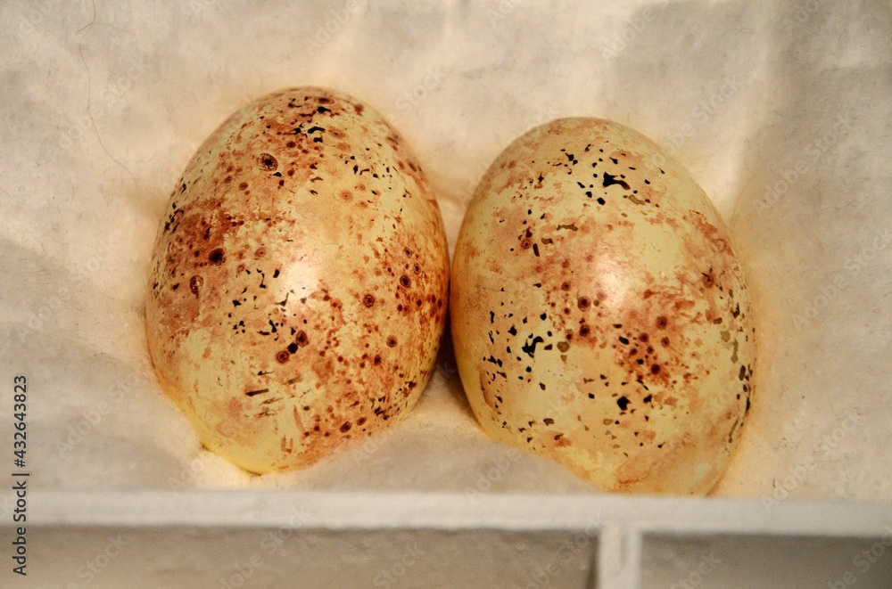 red kite eggs