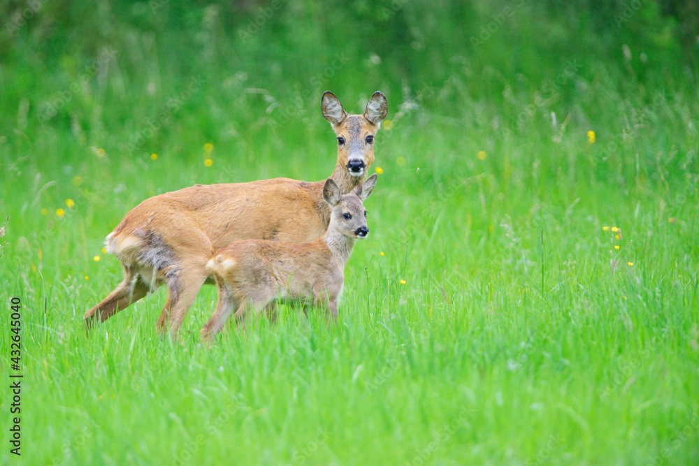 Rehe am frühen Morgen mit Jungtieren Rehe am frühen Morgen mit Jungtieren