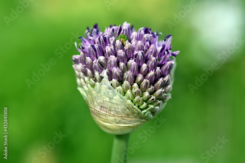 Aufgehende Knospe eines violetten Riesen-Lauchs photo