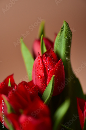 Red tulips with water drops and bright green leaves on a dark background.
