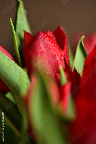 Red tulips with water drops and bright green leaves on a dark background.