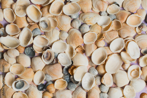 Still life of shells on a decorative background